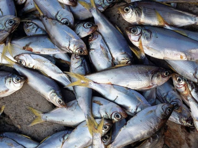 SPL_dead_fish_02_jef_150820_4x3_992