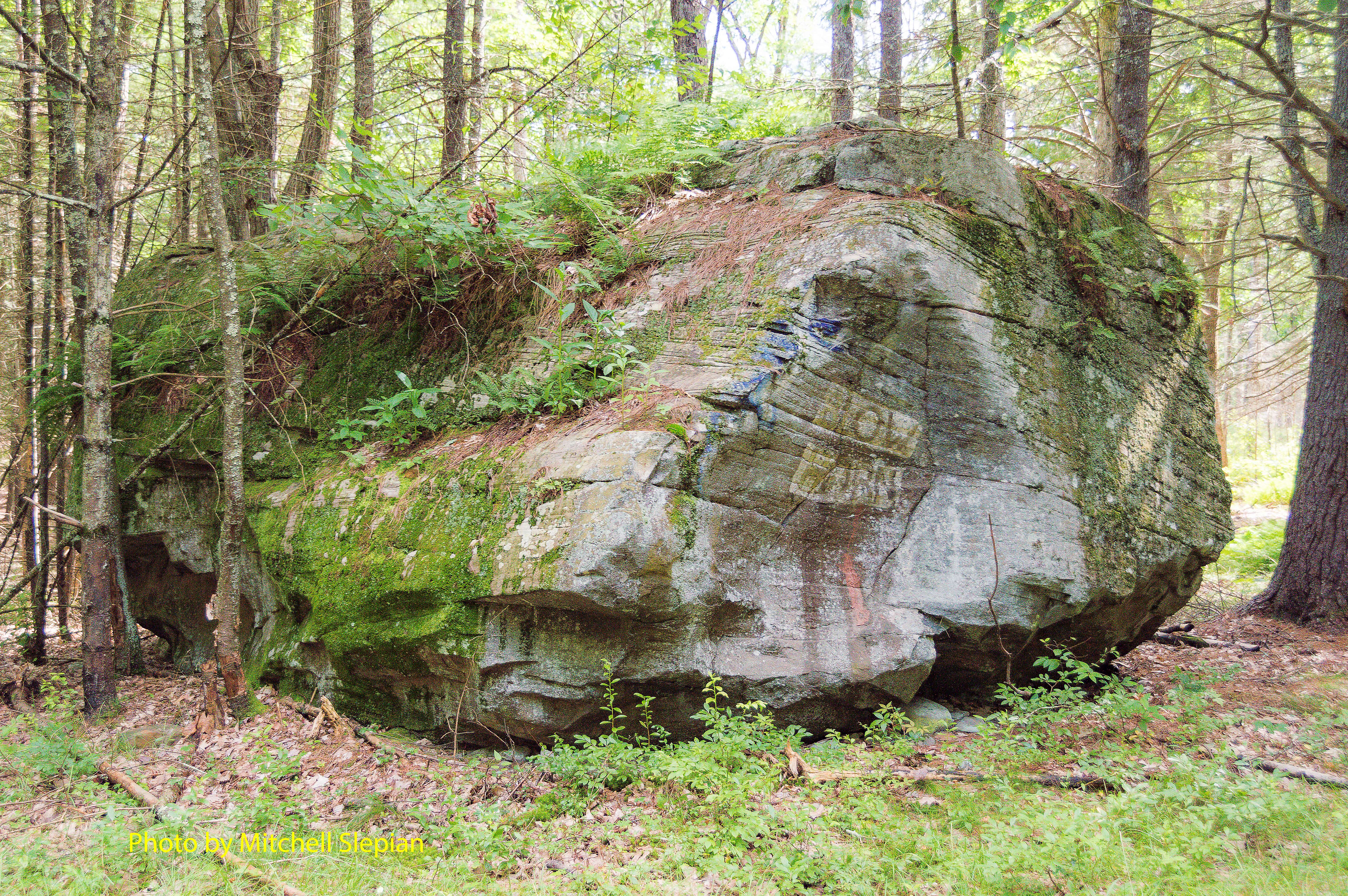 BlowhornNew Type Layer copy