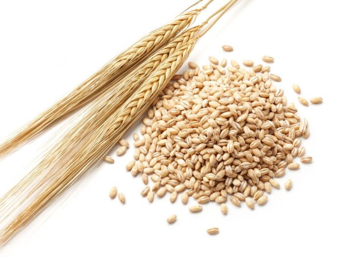 Barley11