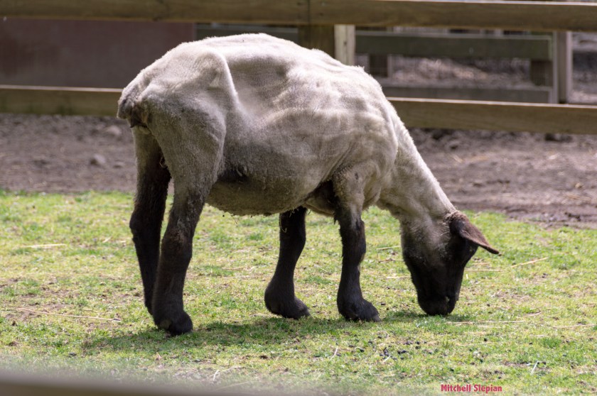 5-20-20-animuleDSC_0031 copy