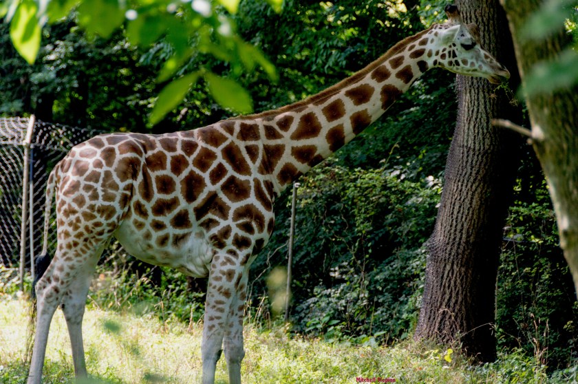 9-10-19-GiraffeDSC_0237 copy