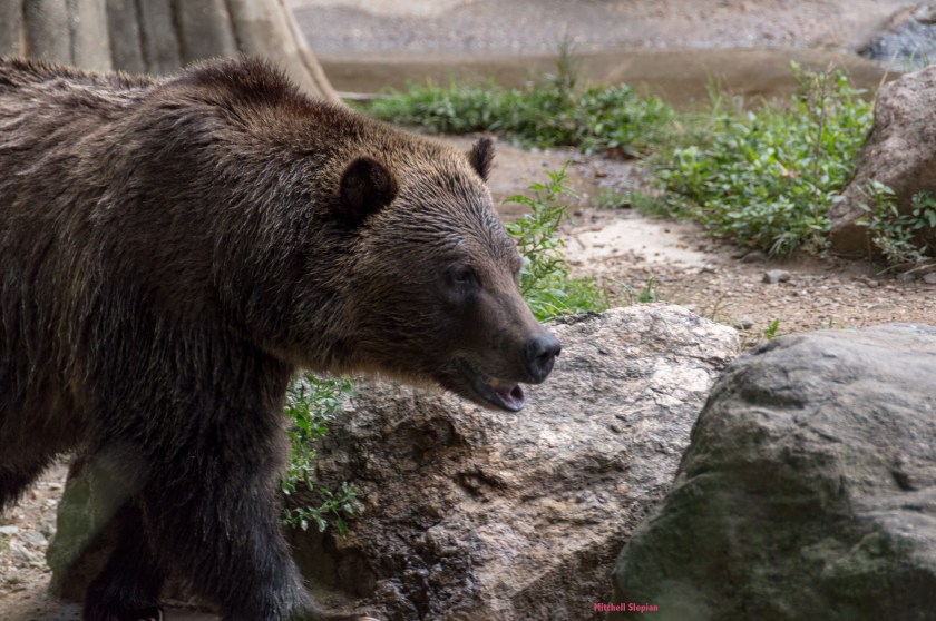 9-9-19-bearDSC_0090 copy