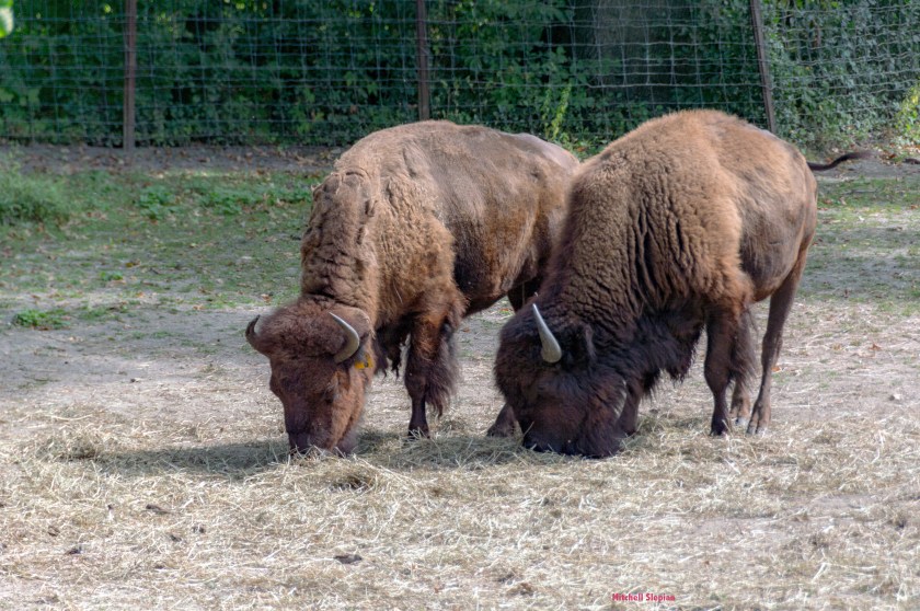 9-10-19-BisonDSC_0127 copy